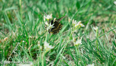 Black Swallowtail Butterfly Tarrant county, Fort Worth, Texas