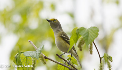 White-eyed Vireo 5April2014 Fort Worth Nature Preserve, Tarrant County, Texas