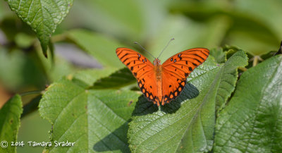 Gulf Fritillary Butterfly 14Sept2013 Lincoln County, Prague, Oklahoma