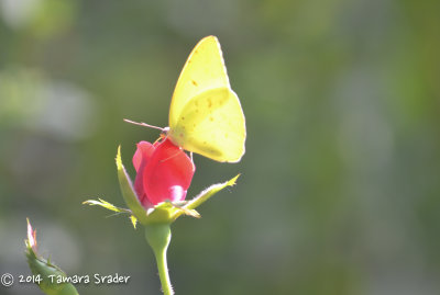 Lyside Sulphur Butterfly 14Sept2013 Lincoln County, Prague, Oklahoma