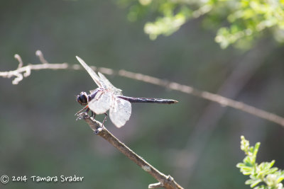 Dragonfly 2013 Lincoln County, Prague, Oklahoma