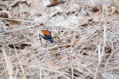 Spider Wasp 15 Sept 2012 Lincoln County, Prague, Oklahoma