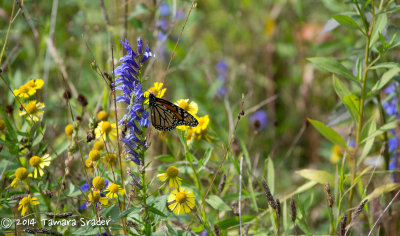 Monarch 9 Oct 2012, White River, Washington County, Eureka Springs, Arkansas