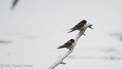 New Jersey Bird Gallery