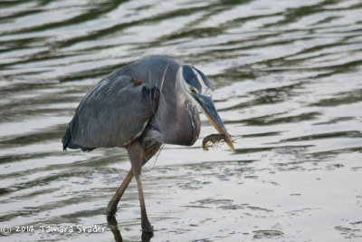 Texas Bird Gallery