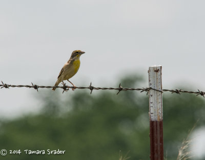 Oklahoma Bird Gallery