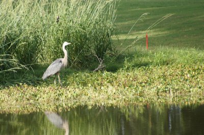 low_country_sc