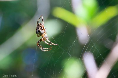 Macro