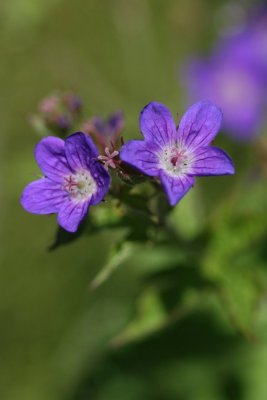 IMG_6549.JPG