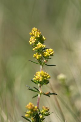 IMG_6552.JPG