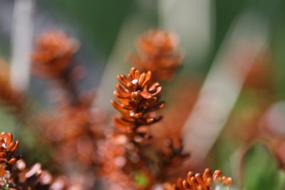 IMG_6554.JPG