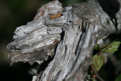 IMG_6584.JPG