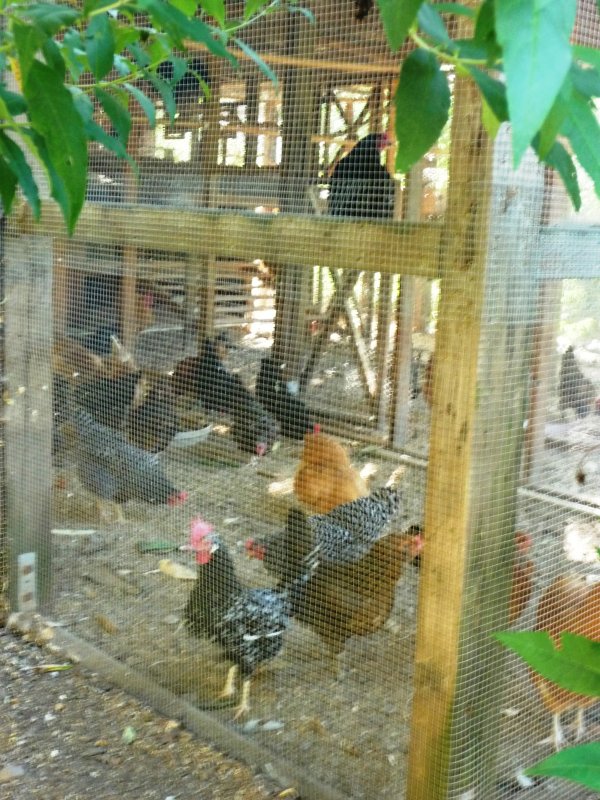 Chickens at the Meadowlark inn