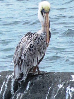 Pelican