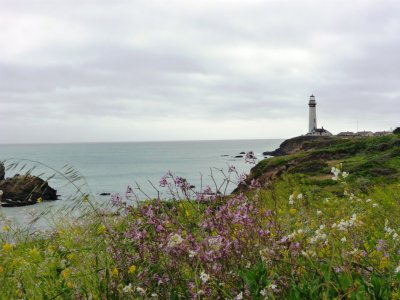 Pigeon Point Lighthouse with wildflowers 
