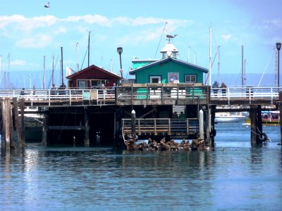 Monterey pier with seals