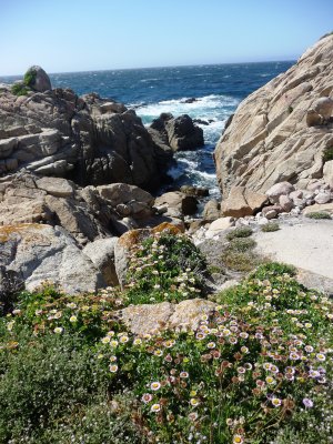 Rocky shore and wildflowers