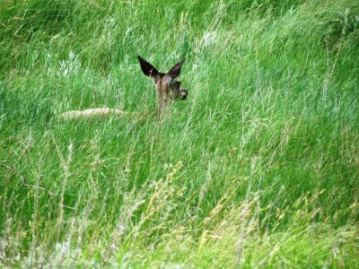 deer in tall grass