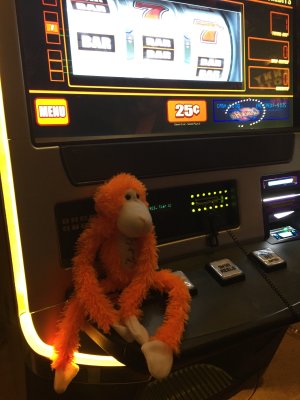 Are monkeys allowed to gamble?
