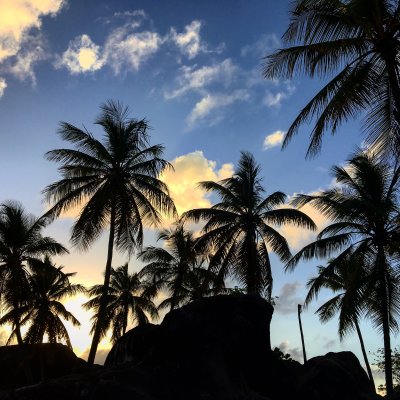 twilight palms