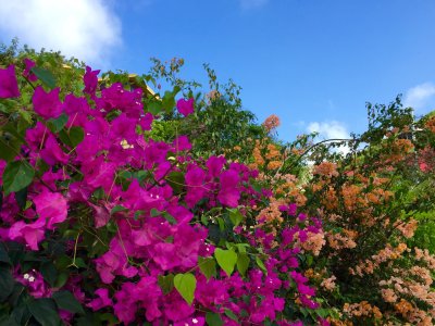 Bougainvillea