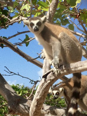 Lemurs