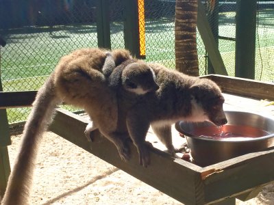 Momma and baby lemurs