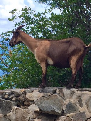 Goat near Leverick Bay