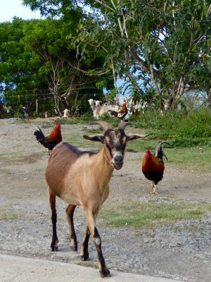 goats and chickens