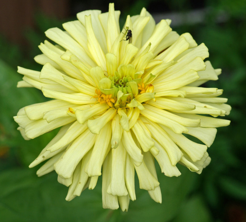 Zinnia - Garden 7-24-14.jpg