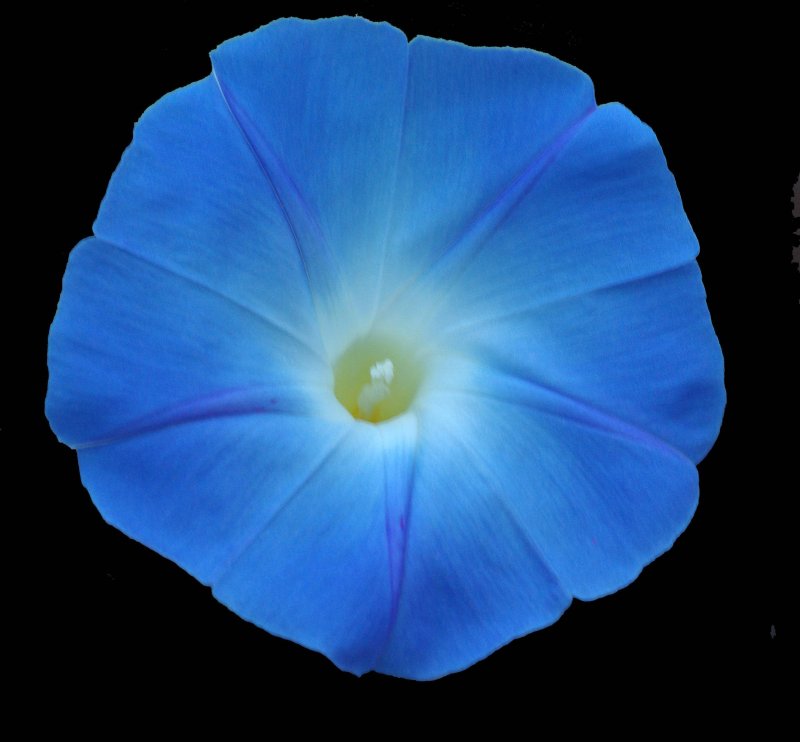 Morning Glory - Garden c 8-9-14.jpg