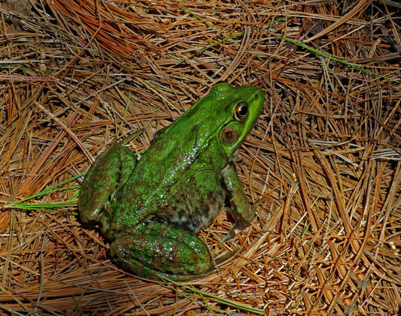 Frog in Yard  8-7-15.jpg