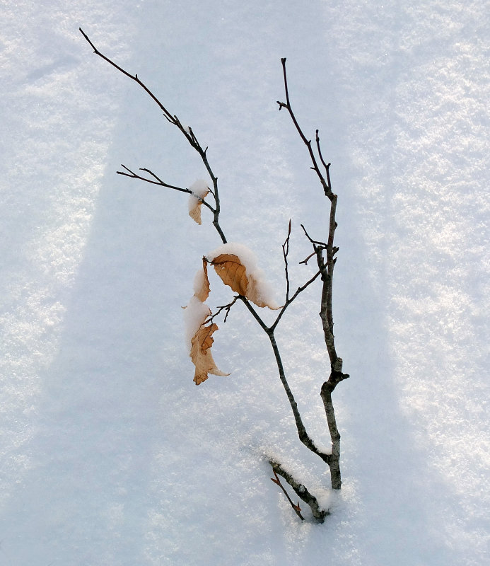 Branch Side Trail off Newport- Dover- Foxcroft Trail -2-2-17.jpg