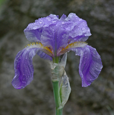Iris- Garden 6-12-14.jpg