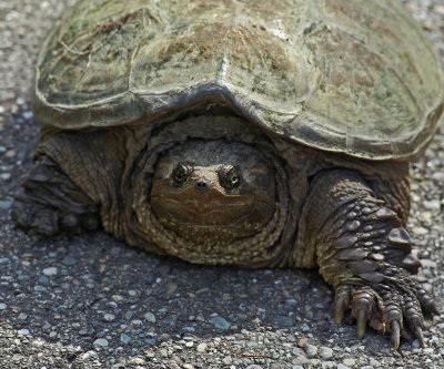 Turtle- Driveway 6-19-14.jpg