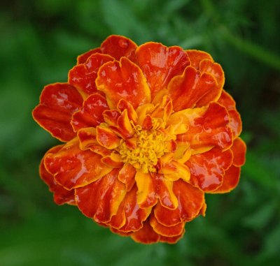 Marigold  - Garden 7-15-14.jpg
