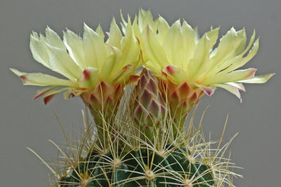 Cactus Flowers 7-24-14.jpg