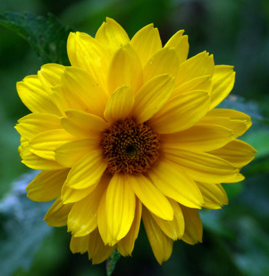 Mexican Sunflower - maybe  Garden 8-17-14.jpg