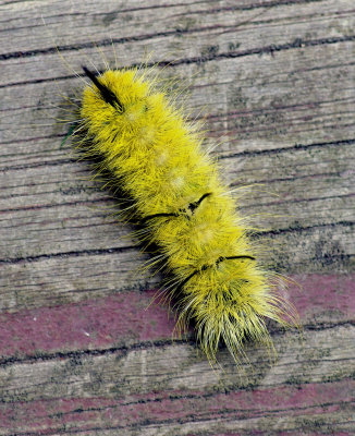 Caterpillar - Garden 9-16-14.jpg