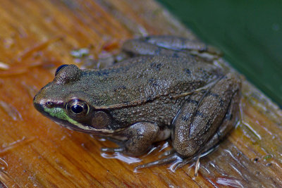 Frog - Garden 9-16-14.jpg