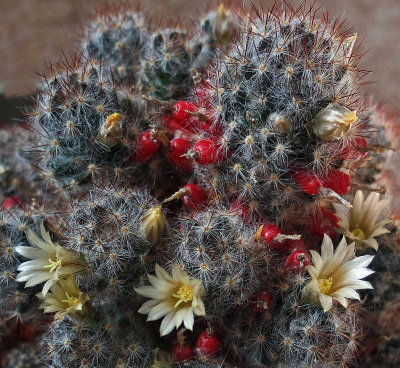 Cactus Flowers b 4-15.jpg