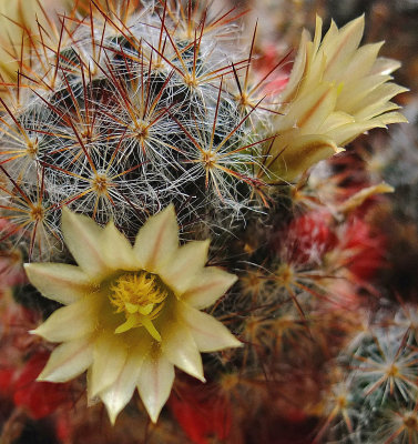 Cactus Flowers c 4-15.jpg