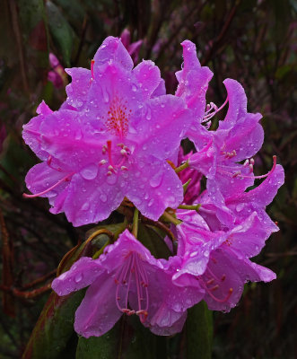 Rhododendron Garden 6-1-15.jpg