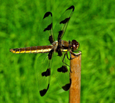 Dragonfly Garden 7-16-15.jpg