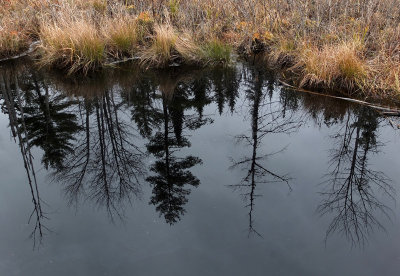 Reflection   City Forest 11-19-15-pf.jpg