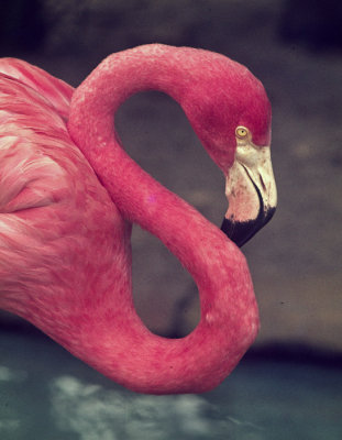 Flamingo -1-ed-pf.jpg