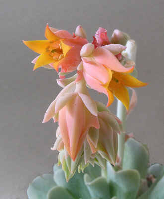 Echeveria runyonii 4-5-05-ed-pf.jpg