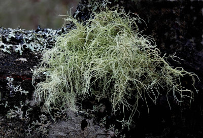 Lichen  Branch Lake  2-21-16-pf.jpg