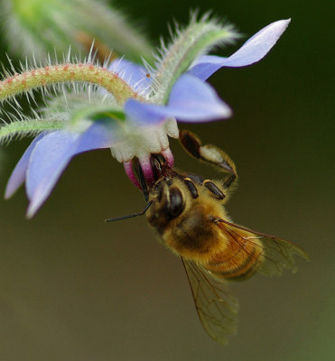 Bee on Borage - Garden 7-24-11-pf.jpg