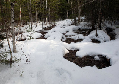 Bog Bridges  Perch Pond  Trails 2-18-16-pf.jpg